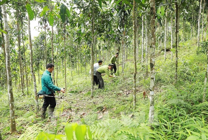 Phú Thọ phát huy giá trị đa dụng của hệ sinh thái rừng