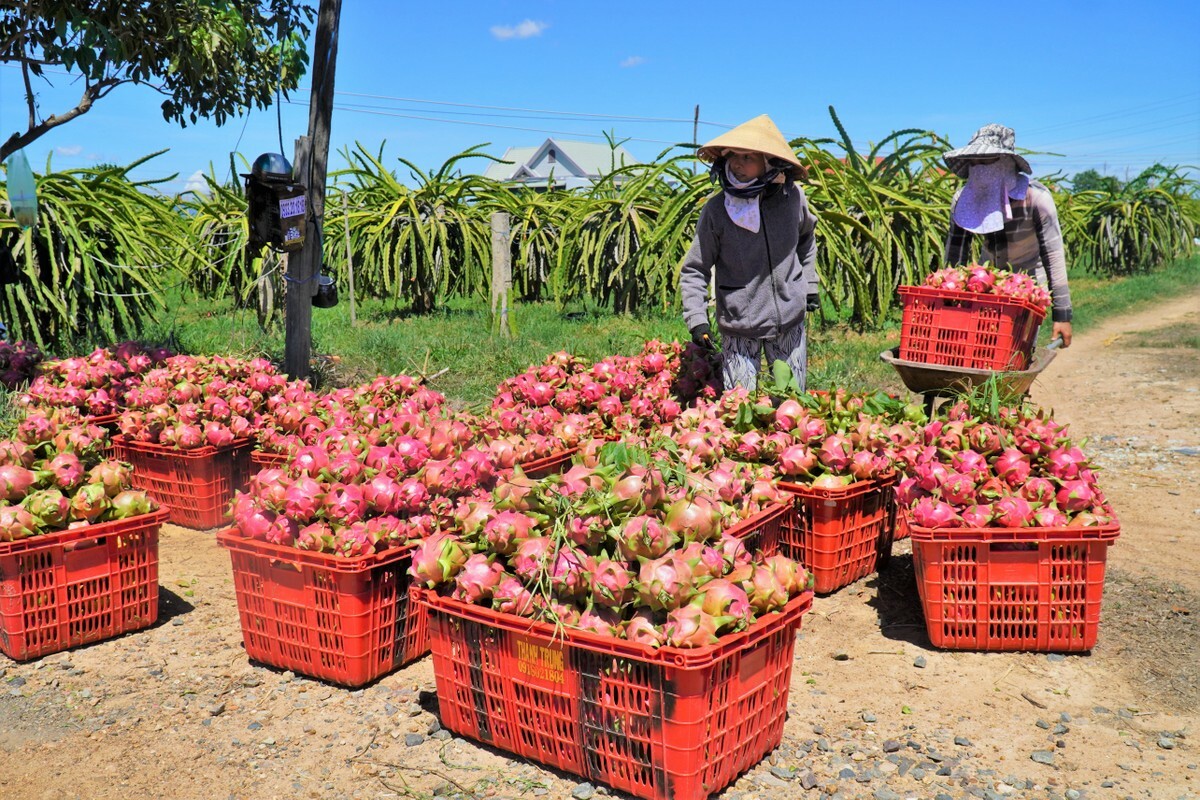 Nghiên cứu, ứng dụng phần mềm xác định tiêu chuẩn thị trường nông sản