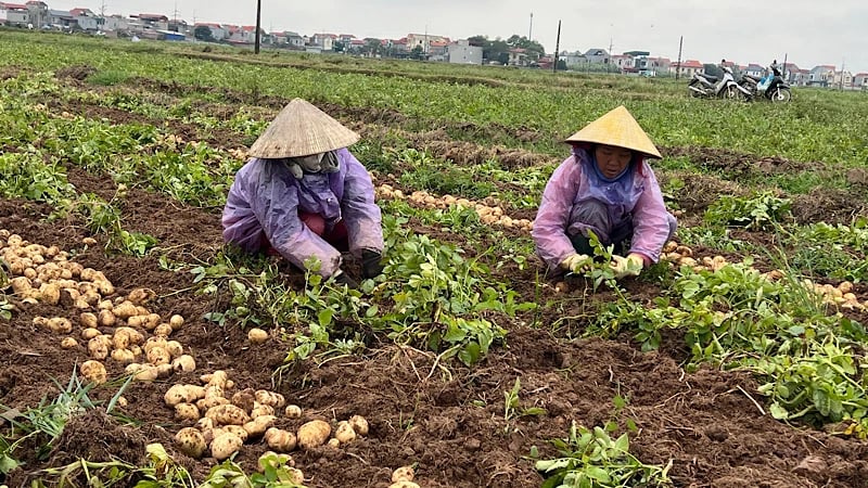 Bắc Ninh: Phấn đấu gieo trồng 6.000ha cây vụ Đông 2024