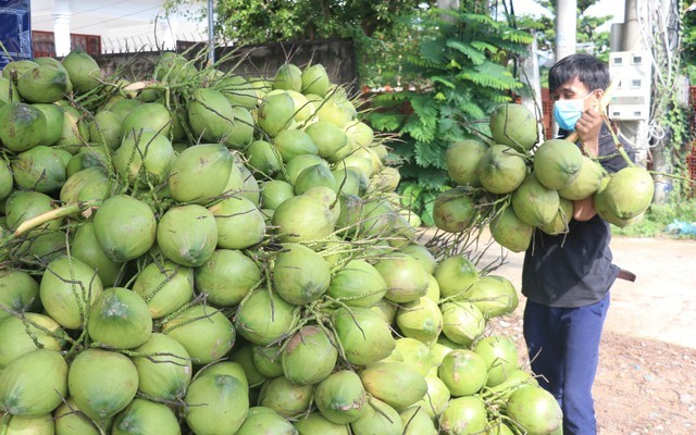 Gia tăng giá trị xuất khẩu cho ngành hàng dừa