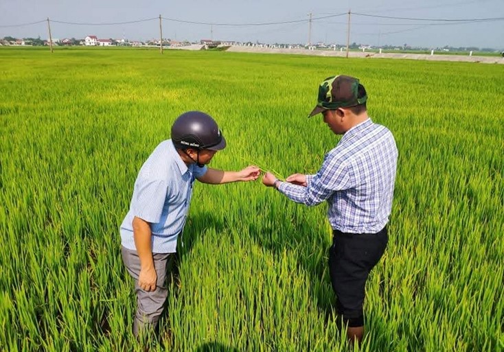 Tuyên Quang: Tập trung phòng trừ sâu bệnh hại lúa mùa