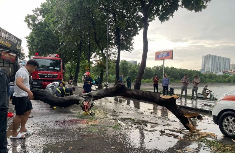 Hà Nội: 2 người thương vong do cây bật gốc đè trúng