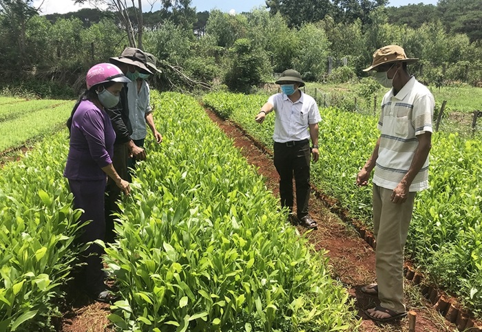 Gia Lai đẩy nhanh tiến độ trồng rừng và cây phân tán