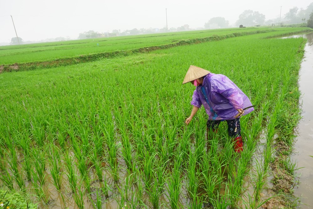 Cao Bằng: Diện tích cây nông nghiệp vụ Hè Thu đạt trên 51.000ha