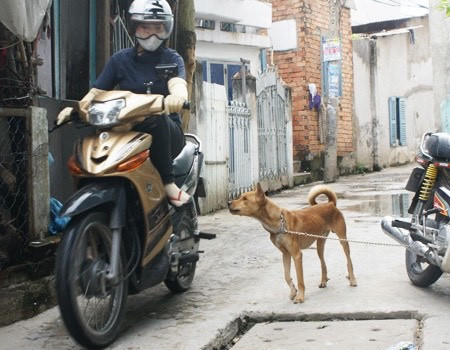 Xuân Lộc (Đồng Nai): 1 phụ nữ tử vong do bị chó dại cắn