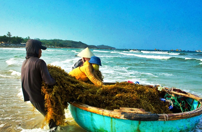 Quảng Ngãi bảo tồn, khai thác hiệu quả nguồn lợi rong mơ