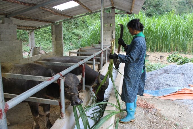 Quảng Hòa (Cao Bằng): Cấp hơn 5,4 tỷ đồng hỗ trợ người dân di dời chuồng trại