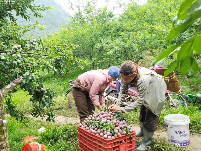 Nông dân Sơn La đẩy mạnh chuyển đổi số nông nghiệp