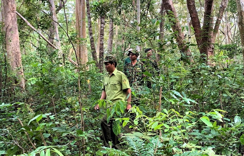 Khánh Hòa: Triển khai kế hoạch quản lý, bảo vệ rừng