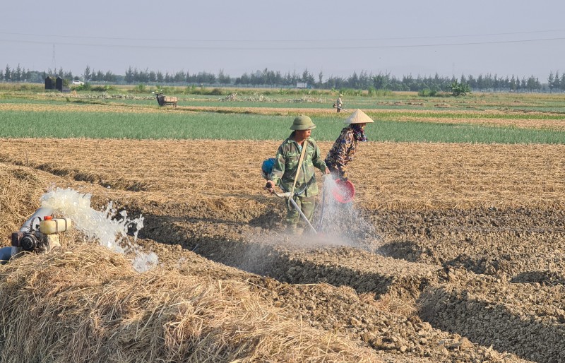 Hải Dương: Phấn đấu gieo trồng hơn 21.000ha cây vụ Đông