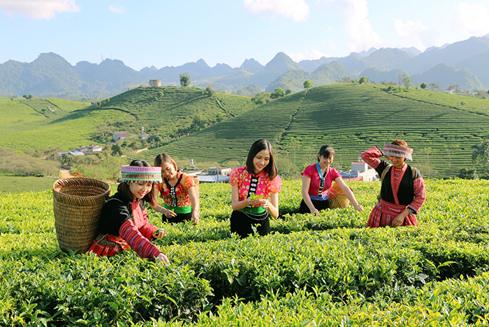 Sơn La khai thác tiềm năng phát triển du lịch nông nghiệp, nông thôn