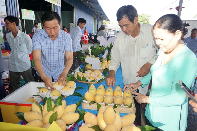 Chỉ dẫn địa lý góp phần nâng cao giá trị xoài Cao Lãnh