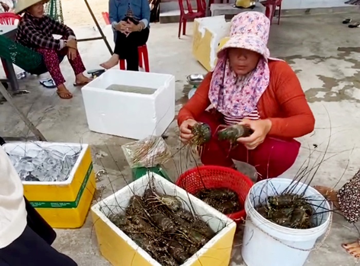 Sông Cầu (Phú Yên): Tôm hùm, cá nuôi tiếp tục chết hàng loạt