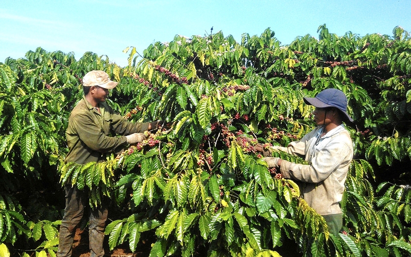 Gia Lai tập trung phát triển diện tích cây công nghiệp chủ lực