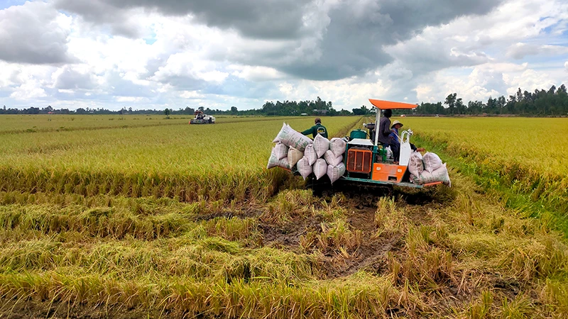 Phủ Lý (Hà Nam): Năng suất lúa vụ Xuân đạt gần 67 tạ/ha