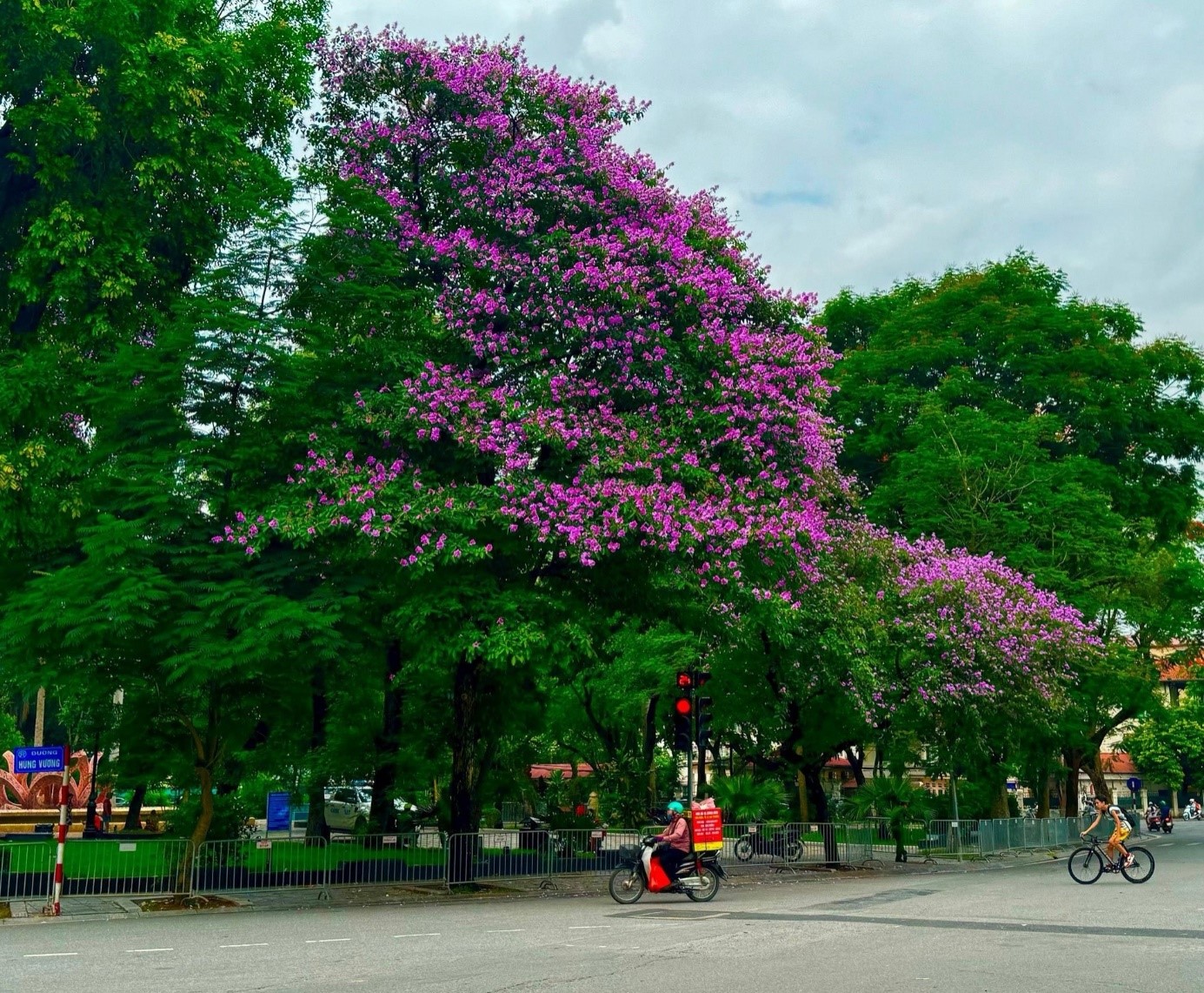 Mùa hoa bằng lăng nhuộm tím khắp phố phường