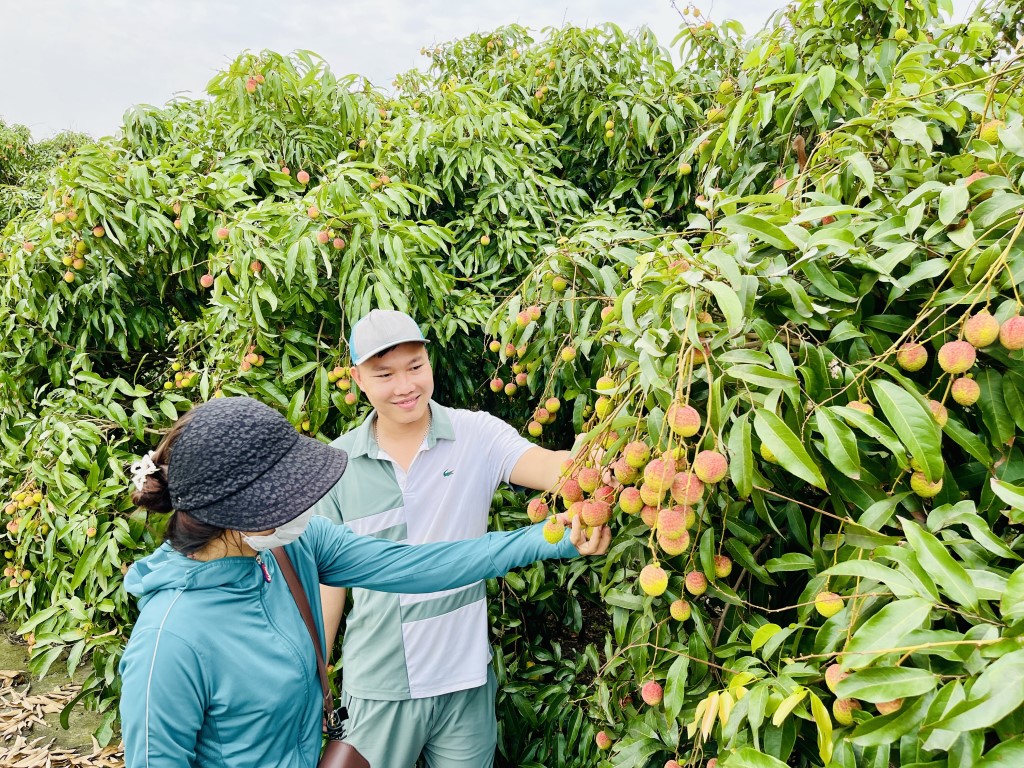 Quảng Ninh đẩy mạnh tiêu thụ vải chín sớm trên nền tảng mạng xã hội