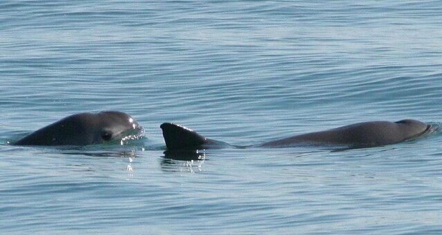 Mexico bảo vệ loài cá heo vaquita sắp tuyệt chủng