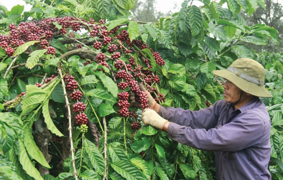 Ứng dụng bioreactor trong sản xuất giống cây cà phê