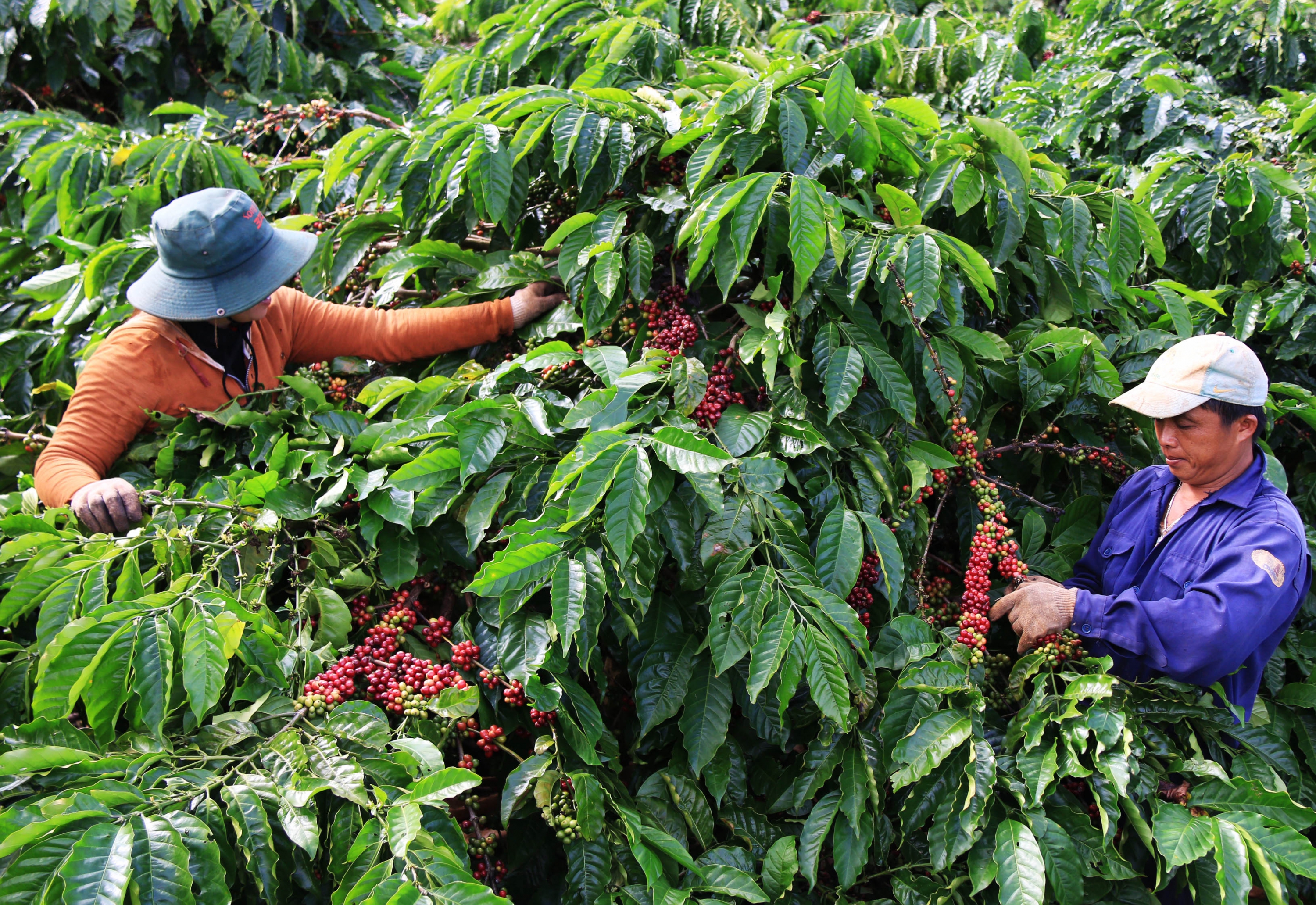 Đến năm 2025, Việt Nam tái canh và cải tạo 107.000 ha cà phê