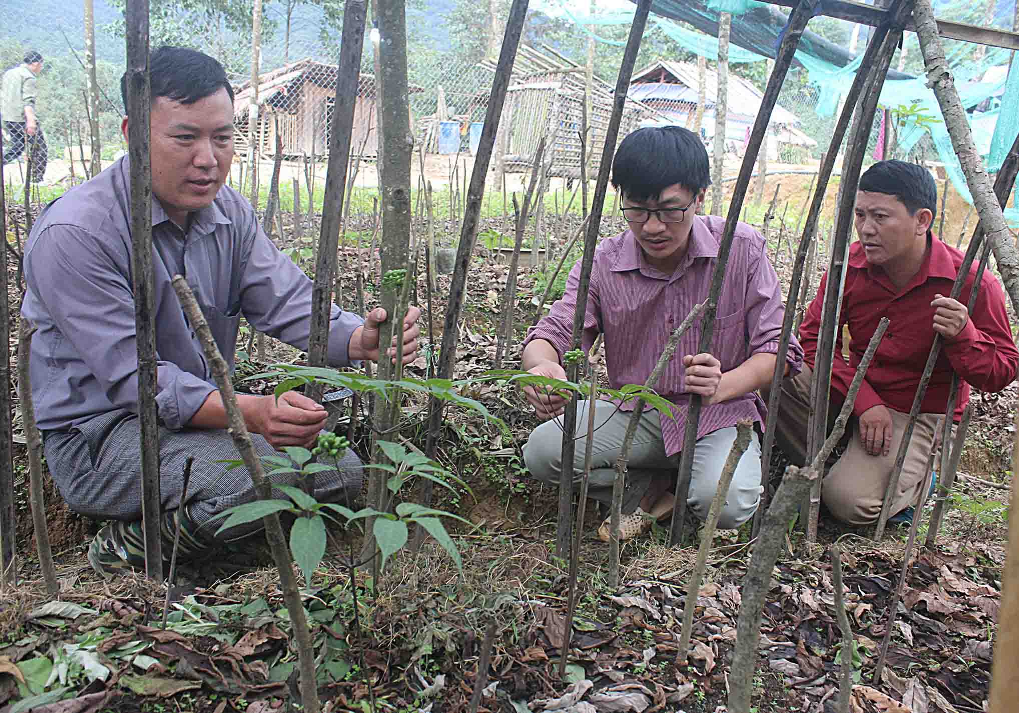 Cây dược liệu Tiềm năng lớn trong phát triển kinh tế dưới tán rừng   Corenarm