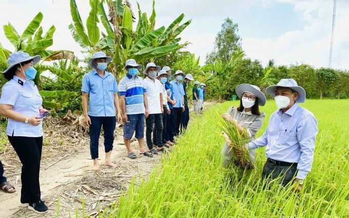 Đẩy nhanh việc cấp mã số vùng trồng cho các cây trồng chủ lực