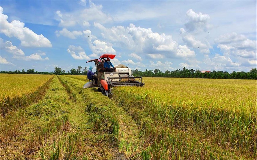 Xây dựng và phát triển thương hiệu gạo quốc gia