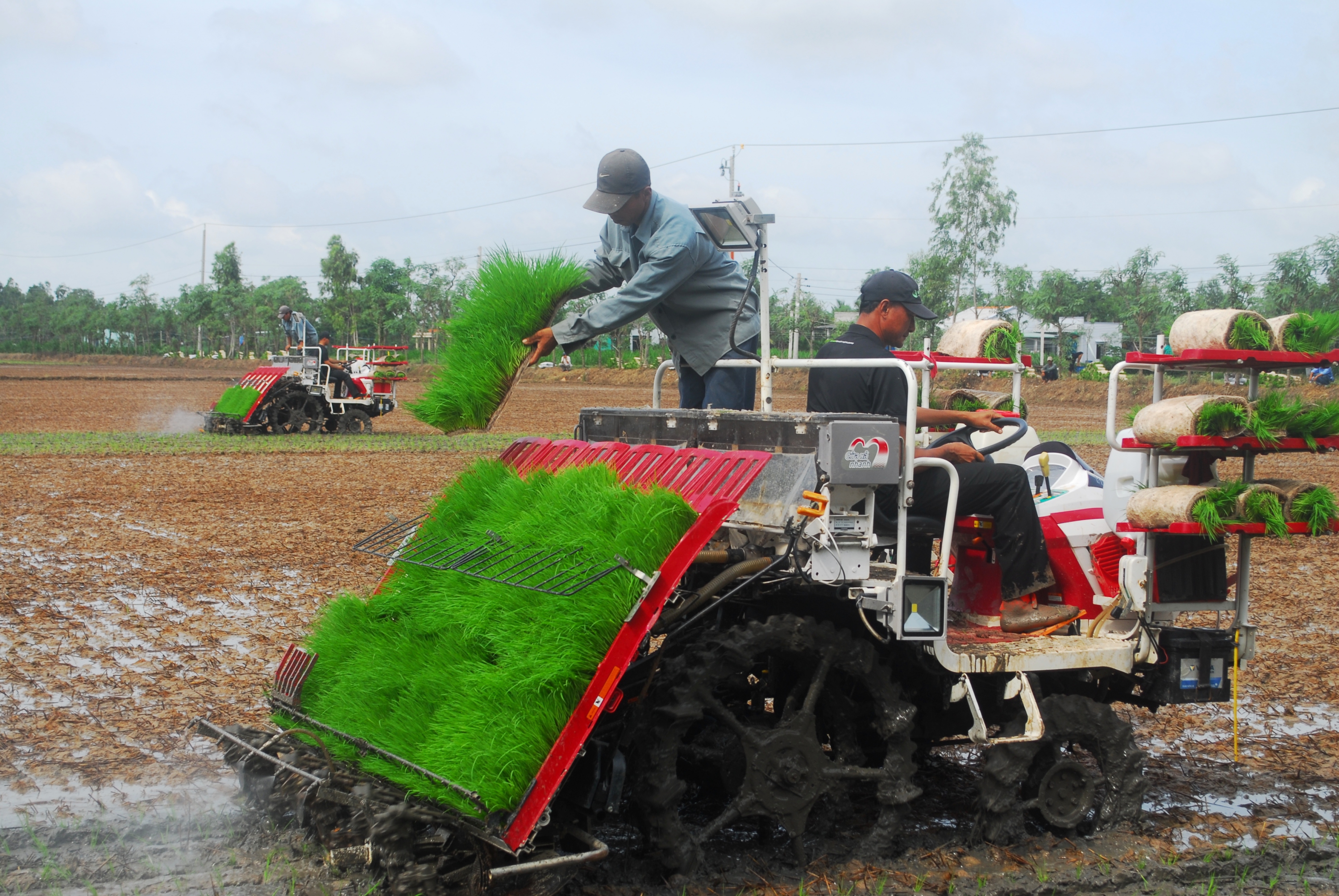 Ứng dụng công nghệ cao trong sản xuất lúa