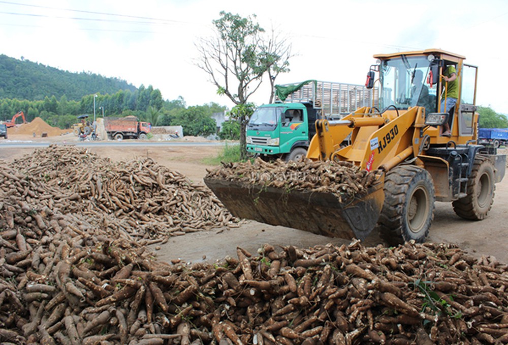 Xuất khẩu sắn và tinh bột sắn gia tăng tại thị trường Trung Quốc