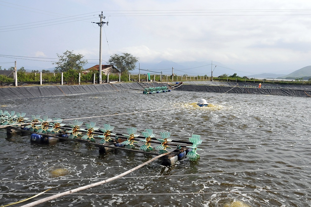 Đẩy mạnh phát triển nuôi tôm nước lợ