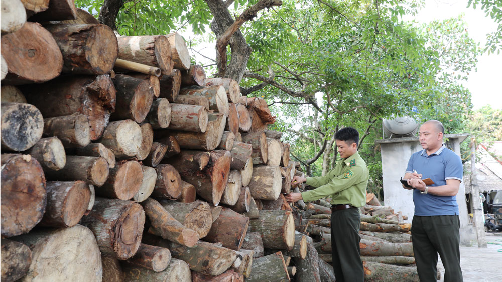 Xử phạt nhóm đối tượng khai thác, vận chuyển lâm sản trái phép