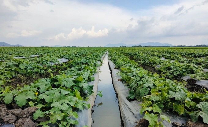 Hiệu quả kinh tế vượt trội từ mô hình luân canh màu trên đất lúa