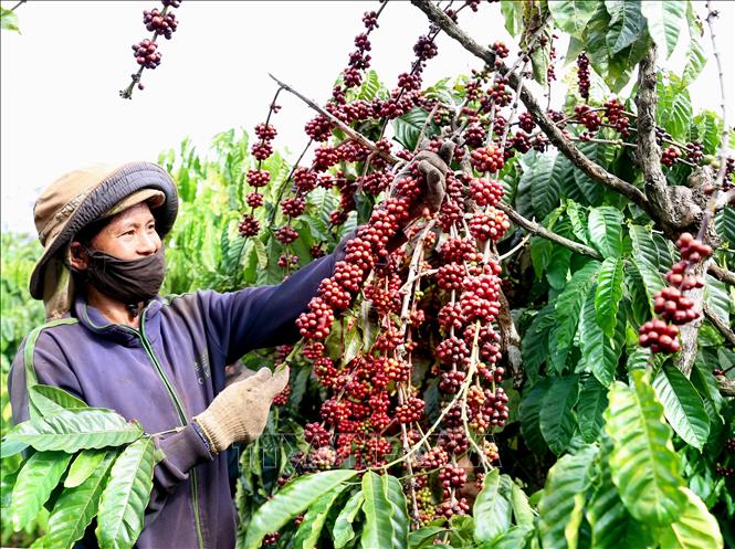 Sản xuất cà phê chè theo hướng hữu cơ, chú trọng truy xuất nguồn gốc sản phẩm