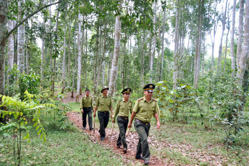 Đẩy mạnh công tác bảo vệ rừng dịp Tết Nguyên đán