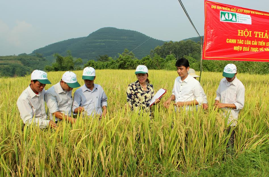 Đẩy mạnh sản xuất lúa cải tiến theo phương pháp SRI