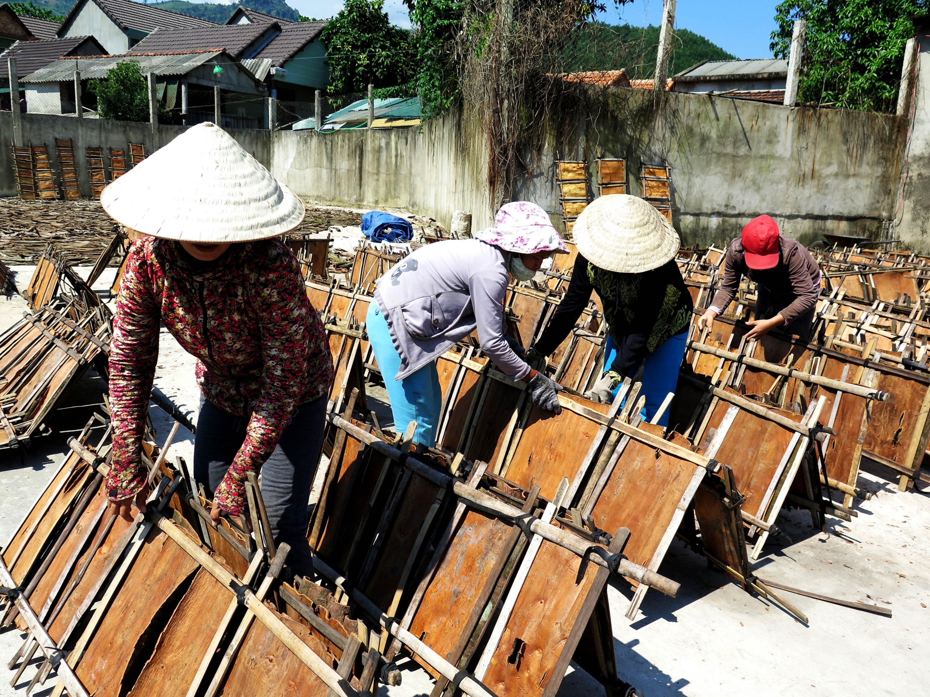 Phát triển chuỗi giá trị cho cây quế