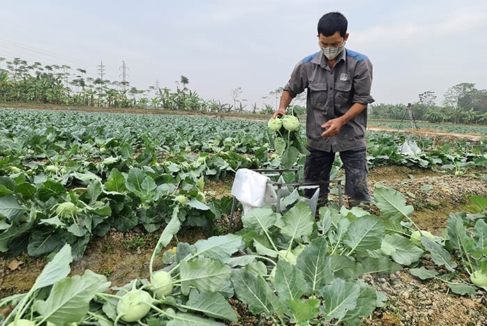 Rau Đại Từ tất bật vào vụ Tết