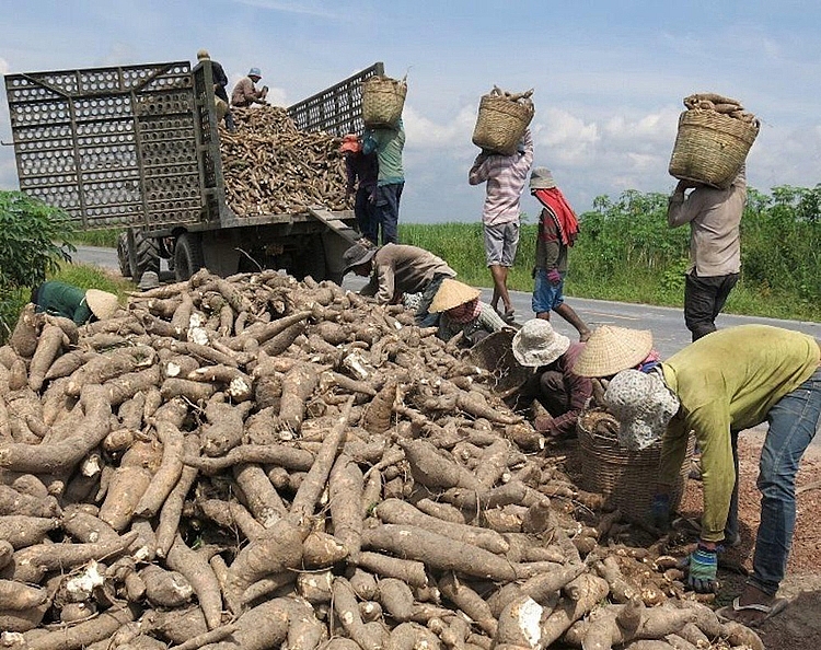 Trung Quốc tăng nhập khẩu sắn của Việt Nam trong năm 2022