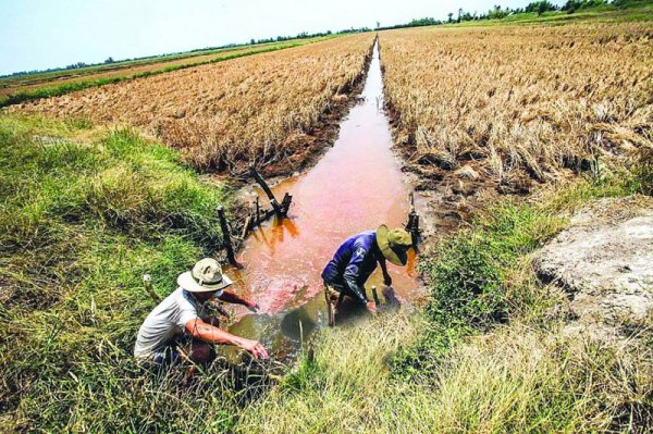 Xâm nhập mặn ở miền Tây có xu thế tăng cao trong dịp Tết Nguyên đán