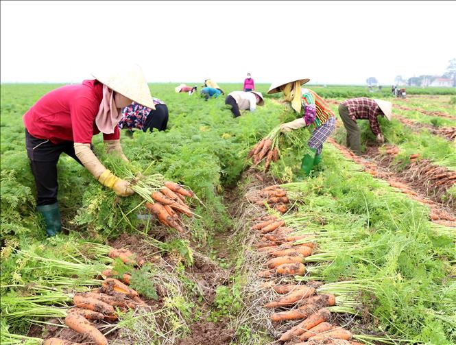 Nâng tầm thương hiệu nông sản Hải Dương