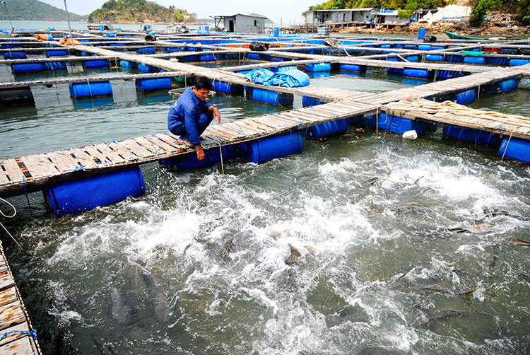 Tập trung phát triển nghề nuôi biển bền vững