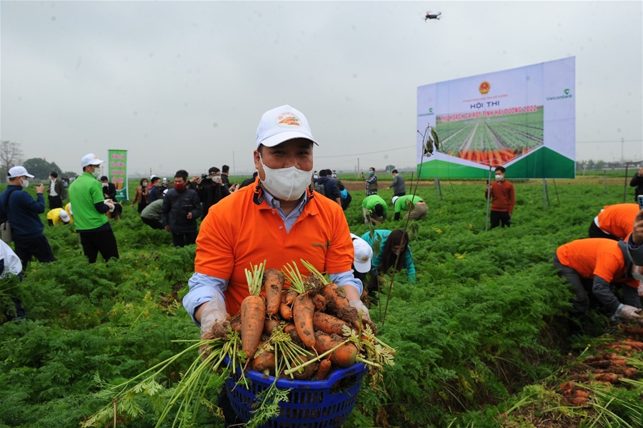 Hải Dương lần đầu tiên tổ chức lễ hội thu hoạch cà rốt