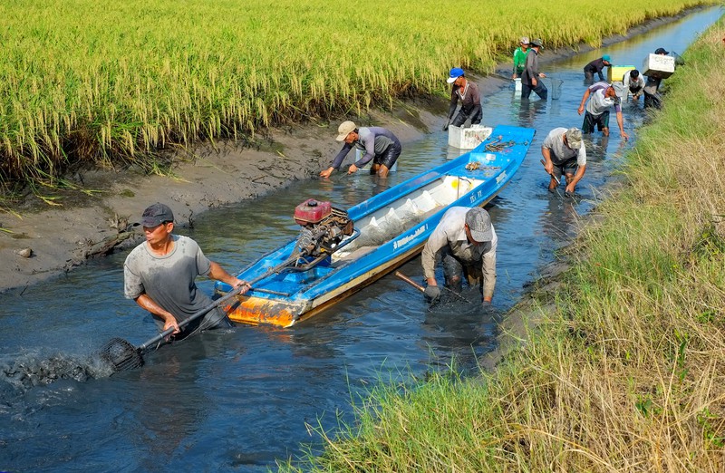Mô hình nuôi tôm càng xanh toàn đực xen lúa và luân canh tôm sú sinh thái  tại tỉnh Bến Tre