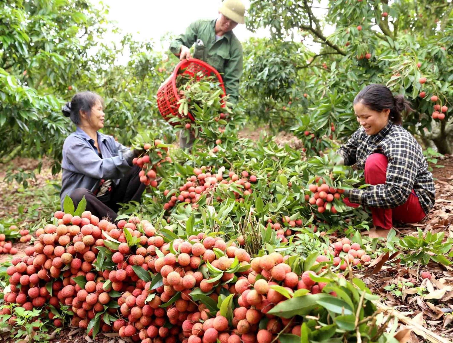 Phát huy giá trị của chỉ dẫn địa lý trong xuất khẩu nông sản ở Việt Nam