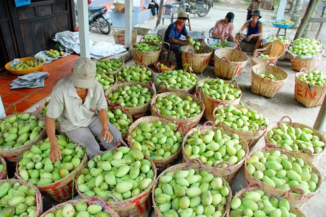 Nông sản miền Tây giảm giá mạnh