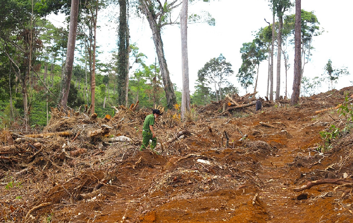 Siết chặt quản lý rừng, đất rừng