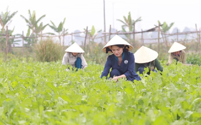 Giải pháp nào thúc đẩy phát triển nông nghiệp hữu cơ?