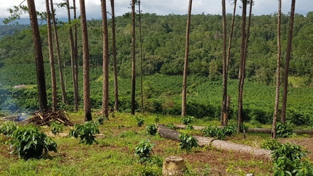 Đắk Lắk: Chuyển đổi gần 50 ha rừng làm khu tái định cư