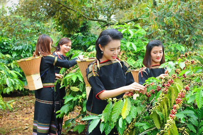 Thúc đẩy pháp triển sản phẩm chủ lực của các tỉnh vùng Tây Nguyên