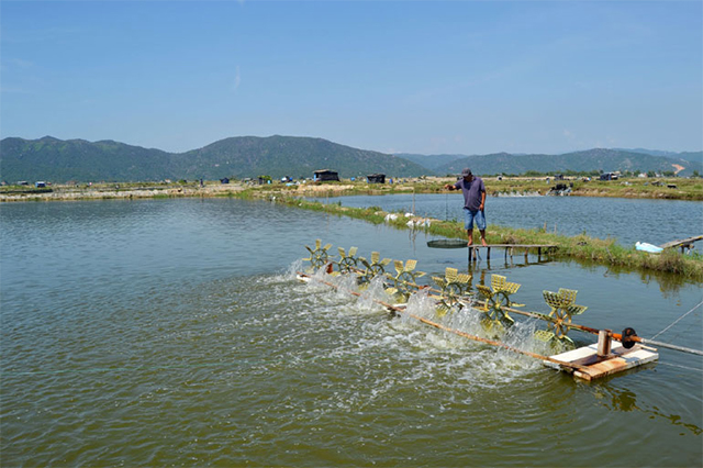 Phú Yên: Phấn đấu tăng giá trị ngành nông, lâm, thủy sản 3,5% giai đoạn 2021-2025